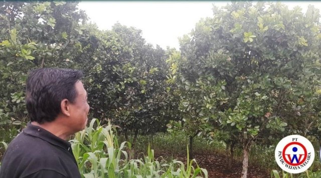 Bapak Edi Supriyanto, Pimpina PT PAndu Wijaya Negara (Koleksi PT Pandu Wijaya Negara