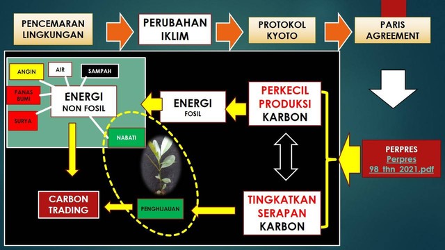 Serapan karbon dari pohon nyamplung bisa masuk bursa karbon